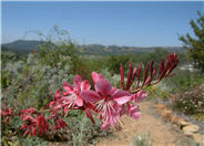 Pink Gaura