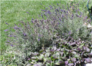 Hidcote English Lavender