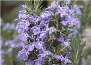 Tuscan Blue Upright Rosemary