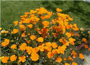 California Poppy, Golden Poppy