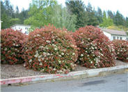 Fraser Photinia