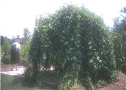 Weeping White Mulberry