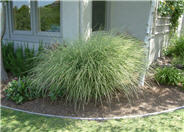 Morning Light Silver Grass